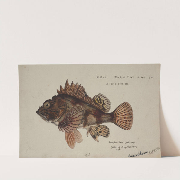 Scorpaena cardinalis ( Red Scorpion fish) by Frank Edward Clarke