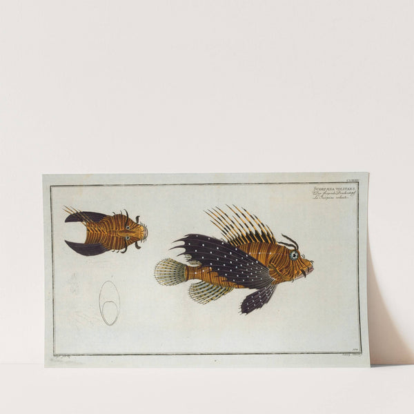 Scorpaena volitans. (1785-1797) by Marcus Elieser Bloch
