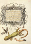 Scorpionfly, Insect, Lizard, and Insect Larva (1561–1596)