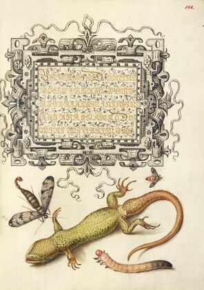 Scorpionfly, Insect, Lizard, and Insect Larva (1561–1596)
