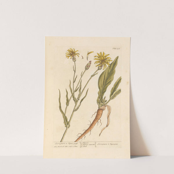 Scorzonera or vipers grass by Elizabeth Blackwell