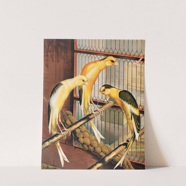 Scotch Fancy Canaries, Piebald by W. A . Blakston