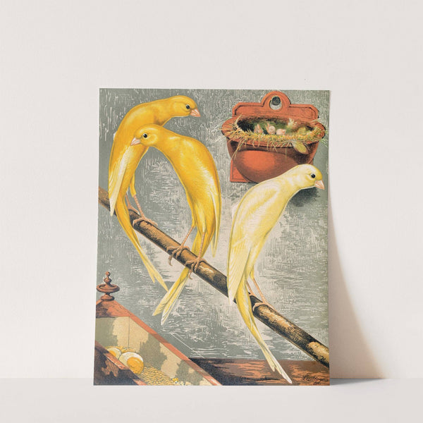 Scotch Fancy Canaries by W. A . Blakston