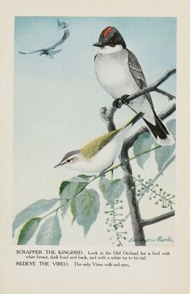 Scrapper the Kingbird, Redeye the Vireo