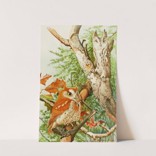 Screech Owl by Louis Agassiz Fuertes