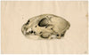 Scull of a panther