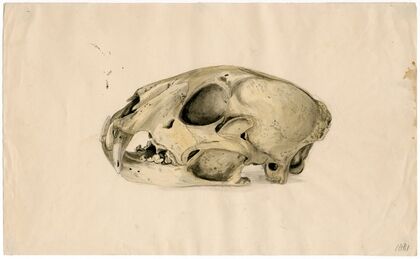 Scull of a panther