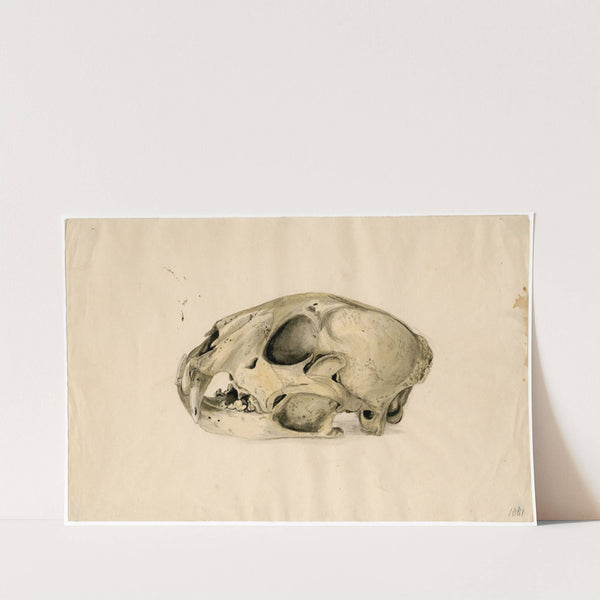 Scull of a panther by Floris Verster
