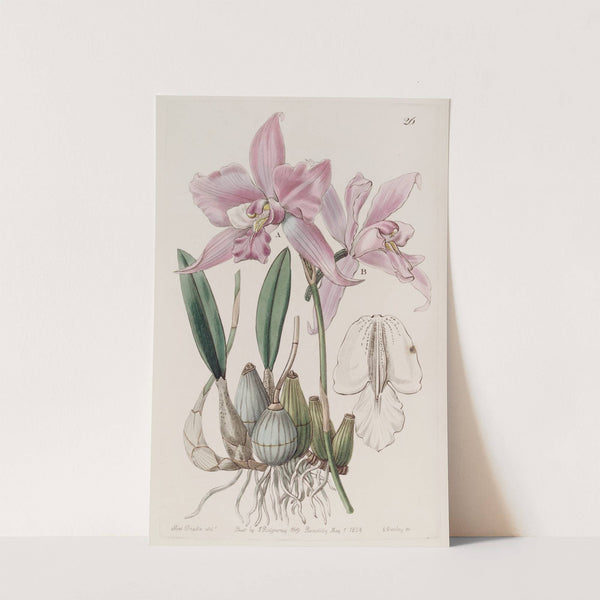 Scurfy-stalked Laelia (1815-1819) by Sydenham Edwards