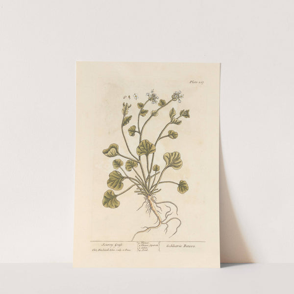 Scurvy grass by Elizabeth Blackwell