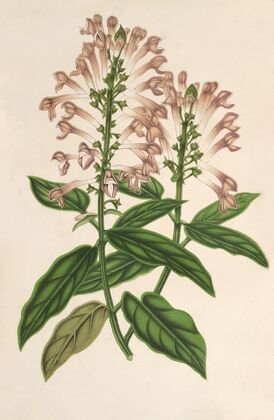 Scutellaria albo-rosea