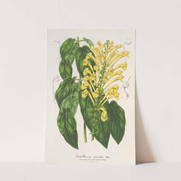 Scutellaria aurata by Charles Antoine Lemaire