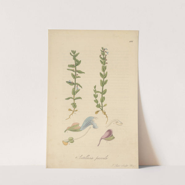 Scutellaria parvula by William Jackson Hooker