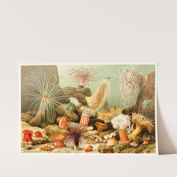Sea Anemones by Anonymous