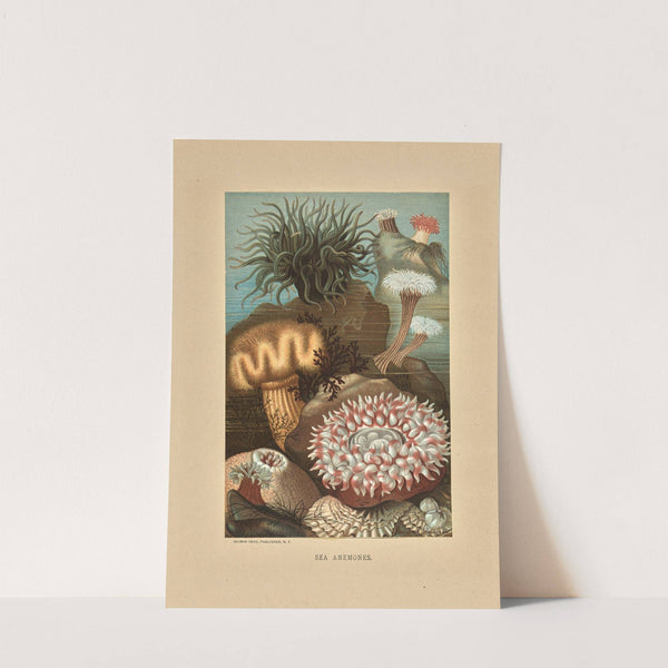 Sea Anemones (1878) by Louis Prang & Co.