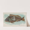 Sea Bass (1889) by Allen & Ginter