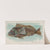 Sea Bass (1889) by Allen & Ginter