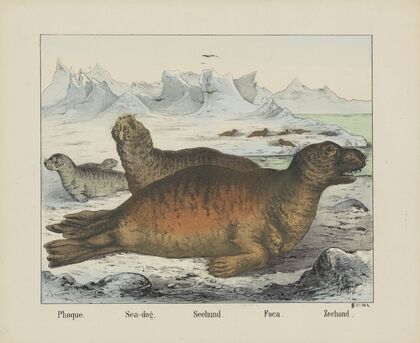 Sea-dog (1829-1880)