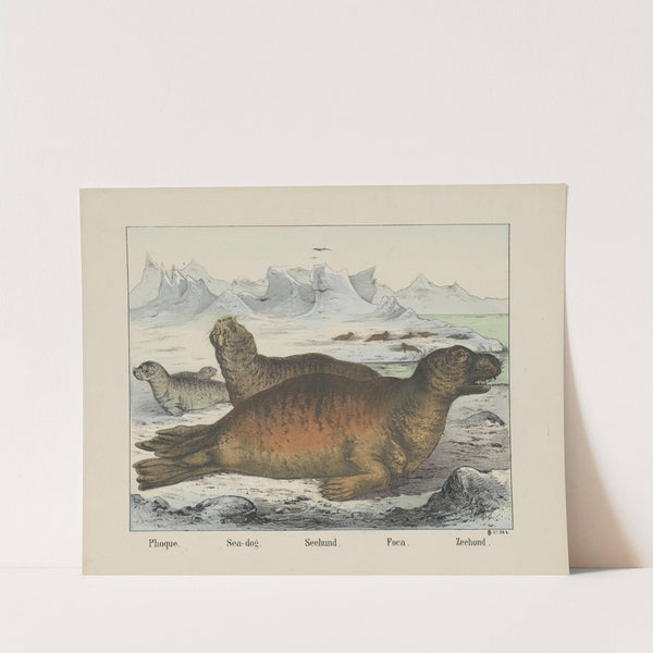 Sea-dog (1829-1880) by Joseph Scholz