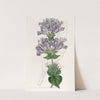 Sea Lavender-leaved Pentstemon (1815-1819) by Sydenham Edwards
