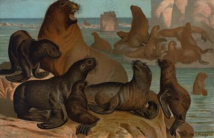 Sea Lion.