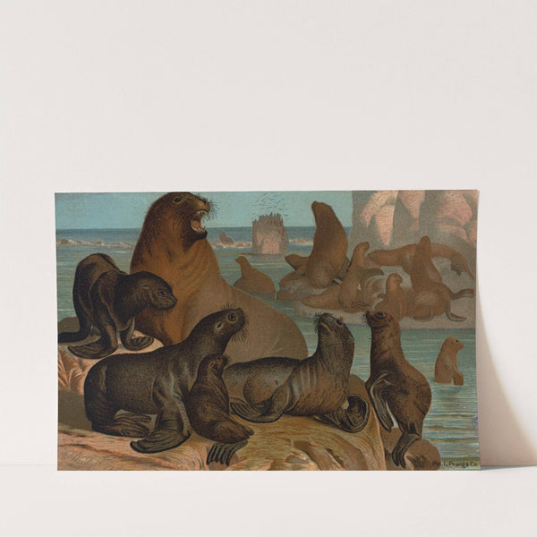 Sea Lion. by John George Wood