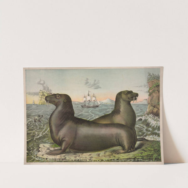 Sea lions by Gibson & Co. Lith