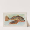 Sea Robin (1889) by Allen & Ginter