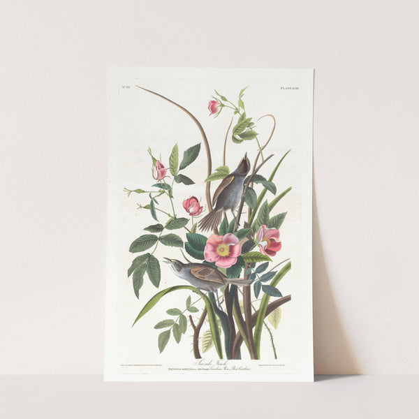 Sea-side finch by John James Audubon