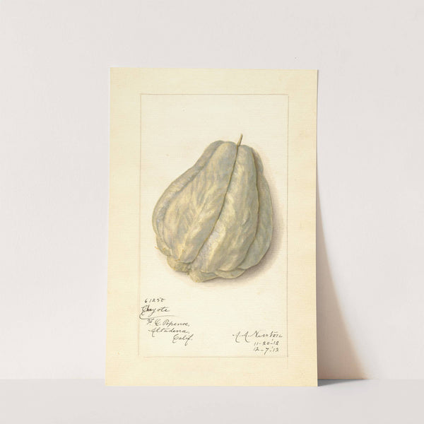 Sechium edule by Amanda Almira Newton