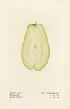 Sechium edule