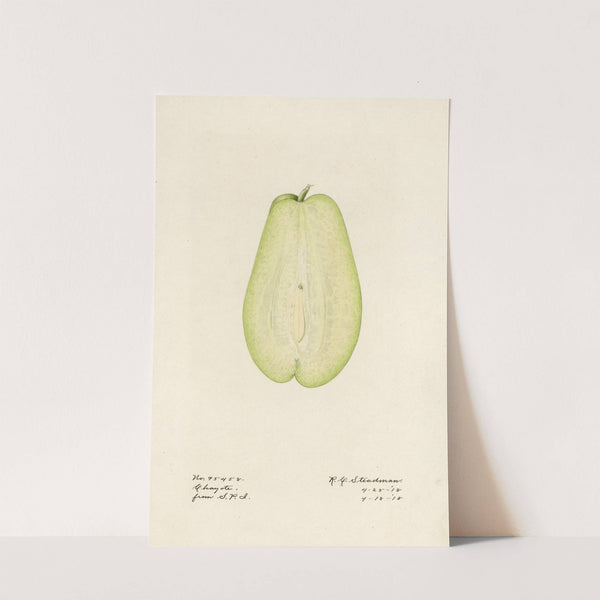 Sechium edule by Royal Charles Steadman