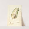 Sechium edule by Deborah Griscom Passmore
