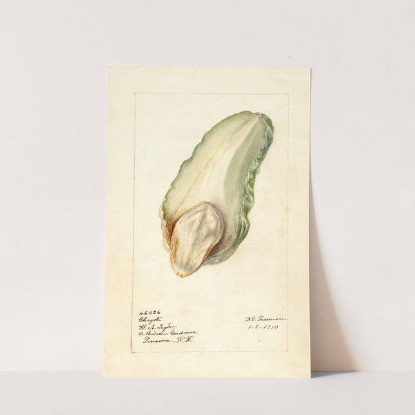 Sechium edule by Deborah Griscom Passmore