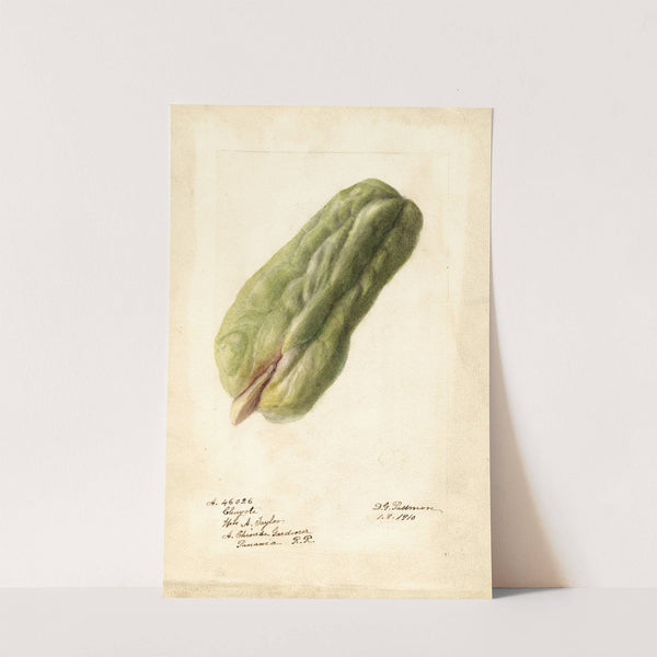 Sechium edule by Deborah Griscom Passmore