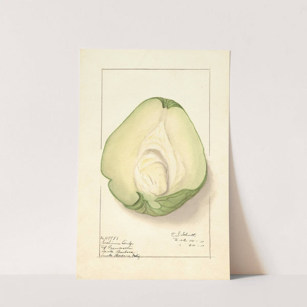 Sechium edule by Ellen Isham Schutt