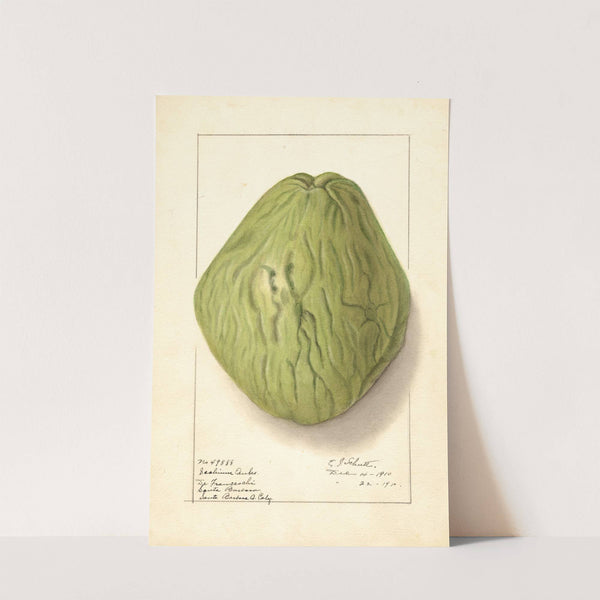 Sechium edule by Ellen Isham Schutt