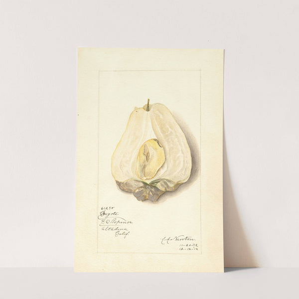 Sechium edule (1912) by Amanda Almira Newton