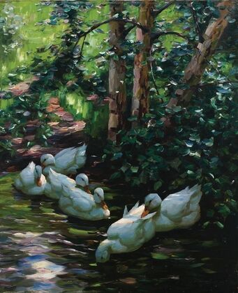 Sechs Enten im Wasser