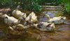 Sechs Enten in blauem Schilfwasser