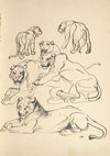 Sechs Pumas