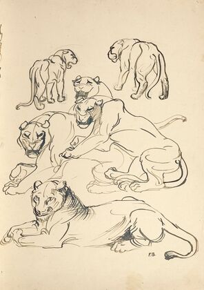 Sechs Pumas