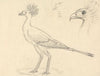Secretary Bird
