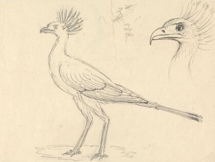 Secretary Bird