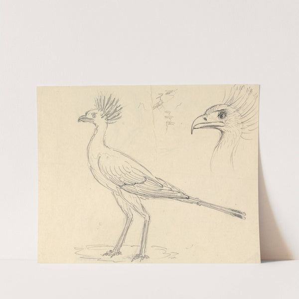 Secretary Bird by Luigi Balugani