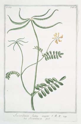Securidaca lutea major – Sicuridaca