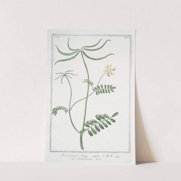 Securidaca lutea major - Sicuridaca by Giorgio Bonelli