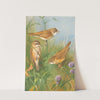 Sedge Warbler, Reed Warbler And marsh Warbler (1924) by Archibald Thorburn