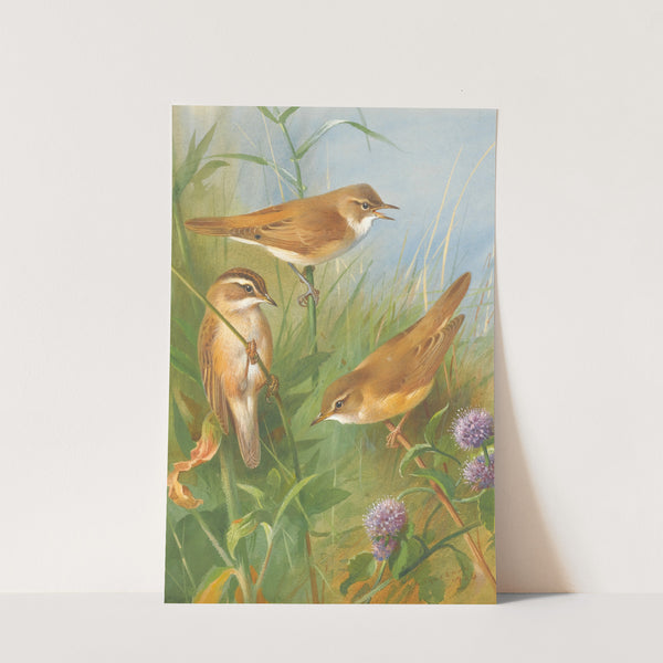 Sedge Warbler, Reed Warbler And marsh Warbler (1924) by Archibald Thorburn