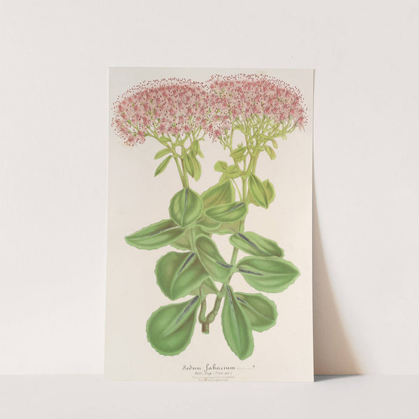 Sedum fabarium by Charles Antoine Lemaire